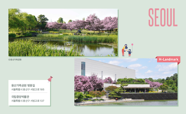 서울 용산가족공원 벚꽃길 & 국립중앙박물관 위치 용산가족공원: 서울특별시 용산구 서빙고로 185 국립중앙박물관: 서울특별시 용산구 서빙고로 137